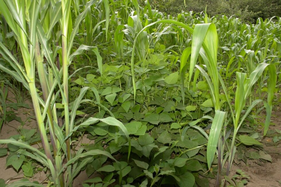 Herbicida Para El Control De Maleza AgroSense Soluciones Con Sentido