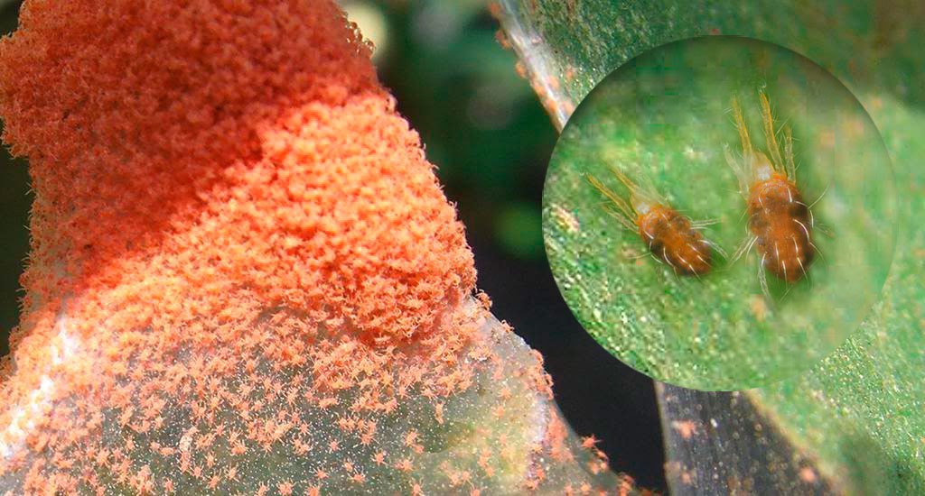 Plaga de La Araña Roja