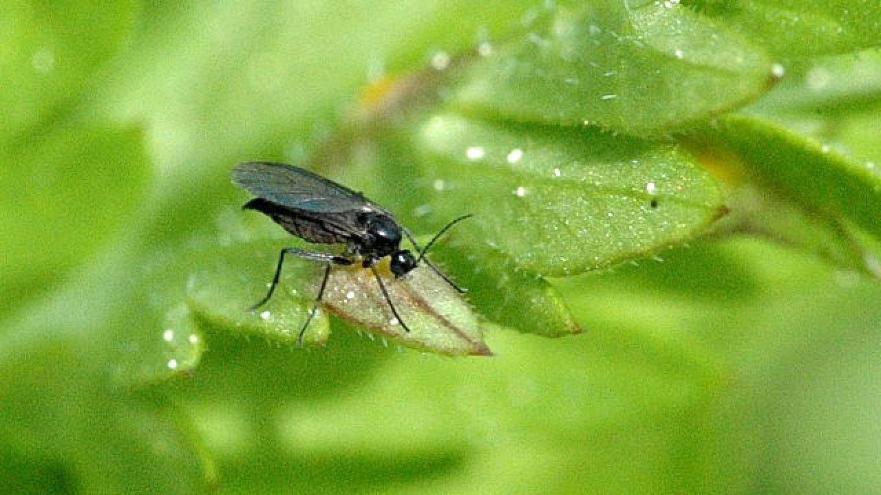 pupa de mosquito del hongo