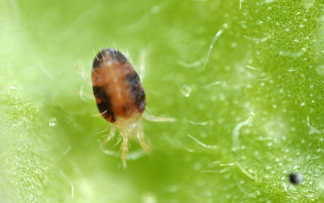 Control de plagas por ácaros con insecticida biológico