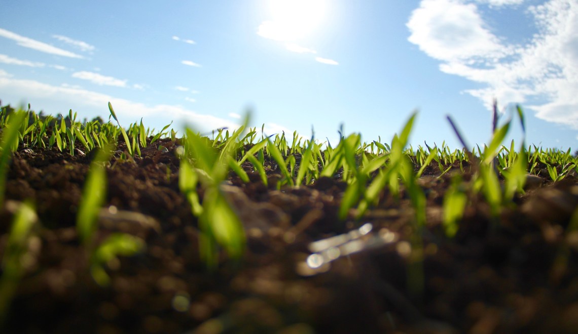 Cómo fertilizar cultivos