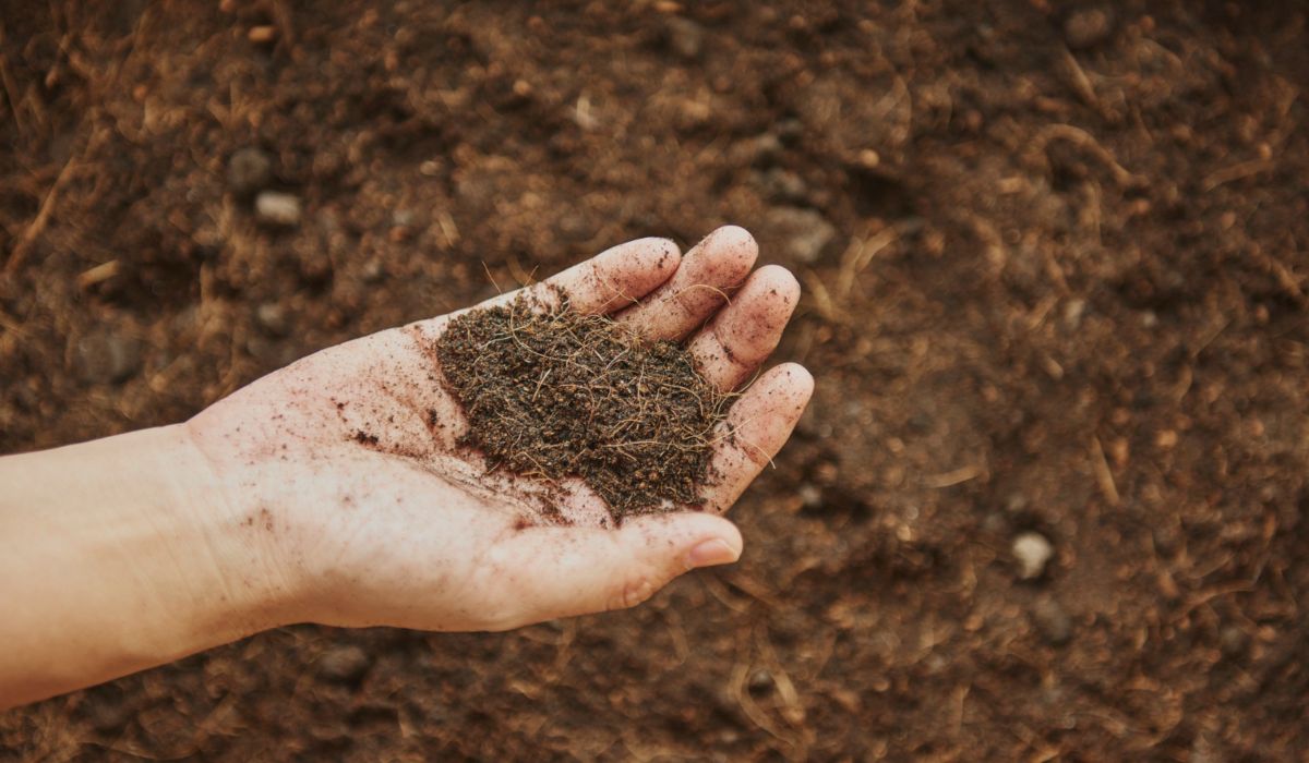 mejorar el suelo árido al cultivar