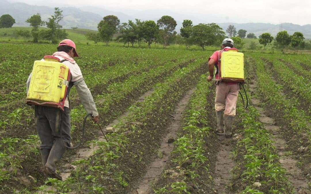 ¿Cómo funcionan los insecticidas granulados?