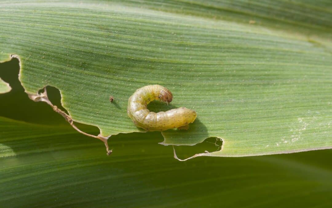 Un eficaz insecticida para el gusano cogollero y picudo del chile