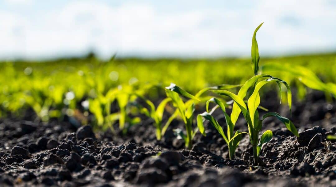 ¿Cómo funciona un fertilizante foliar en los cultivos?