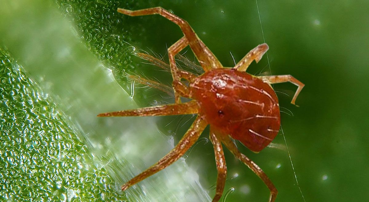 PLAGA DE LA ARAÑA ROJA