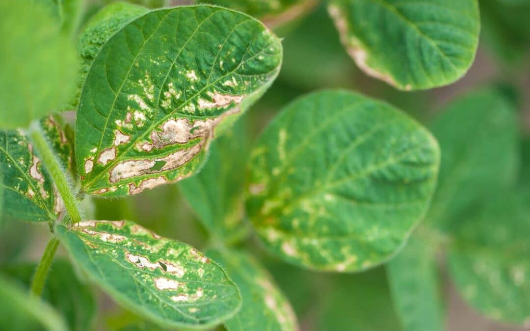 Biofertilizante para eliminar hongos en cultivos