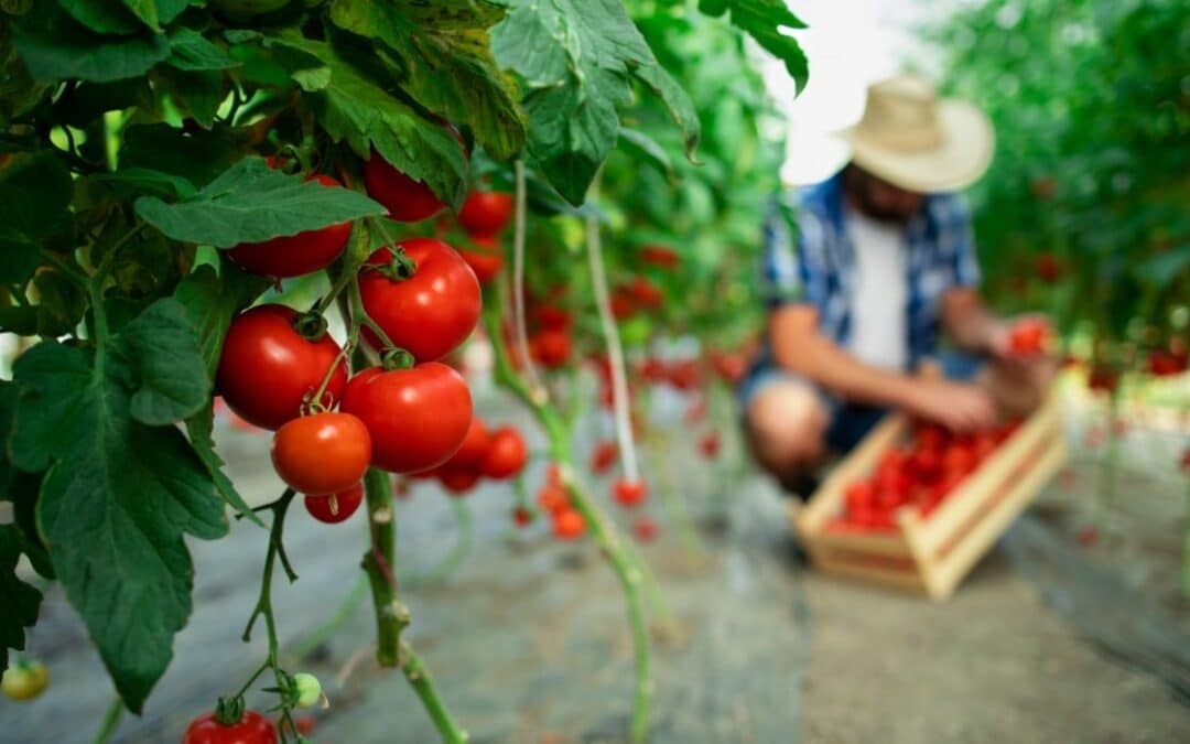 Insecticida para tomate, berenjena y chiles