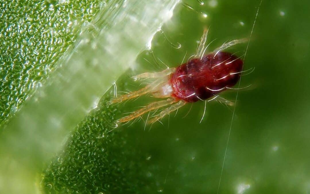 Silicato de Potasio para eliminar ácaros en cultivos