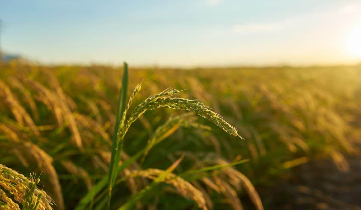 ¿Qué es el yeso agrícola?