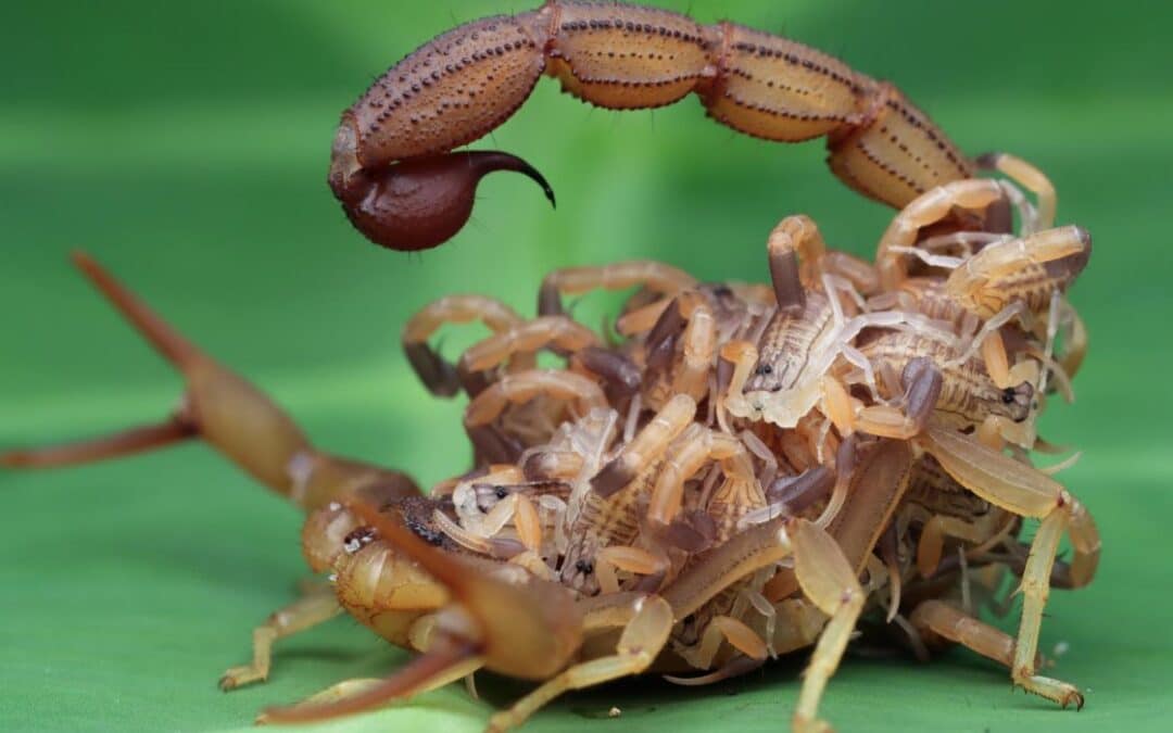 Insecticida urbano para eliminar plagas de alacrán, cucaracha, mosquitos y más.