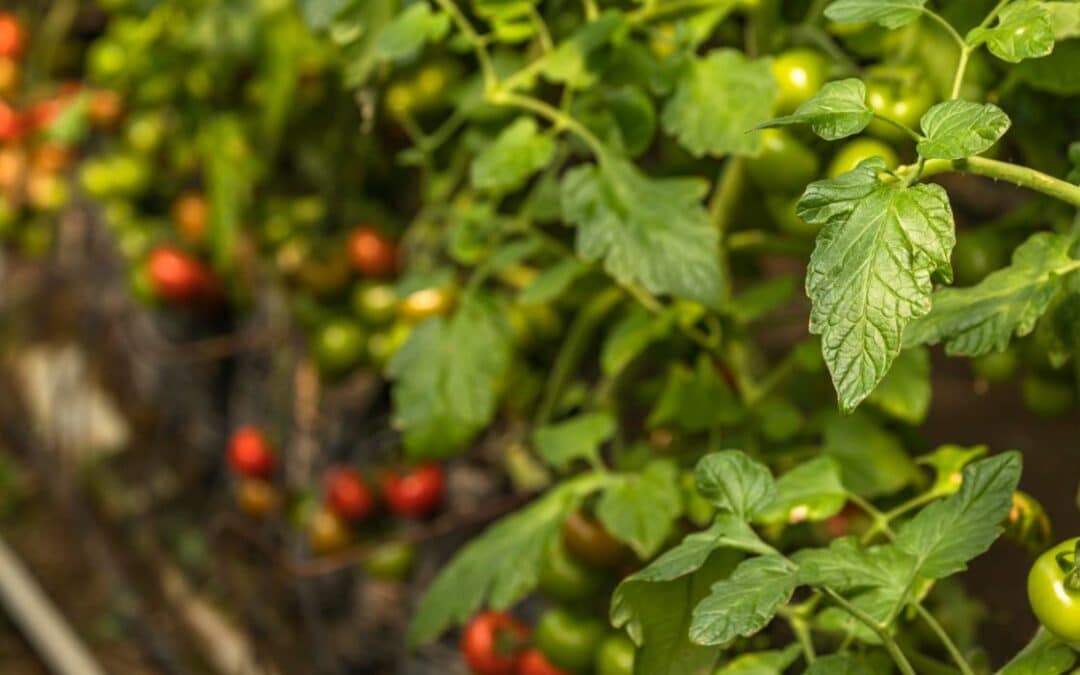 ¿Cómo hacer el tutoreo de tomate de manera más veloz?