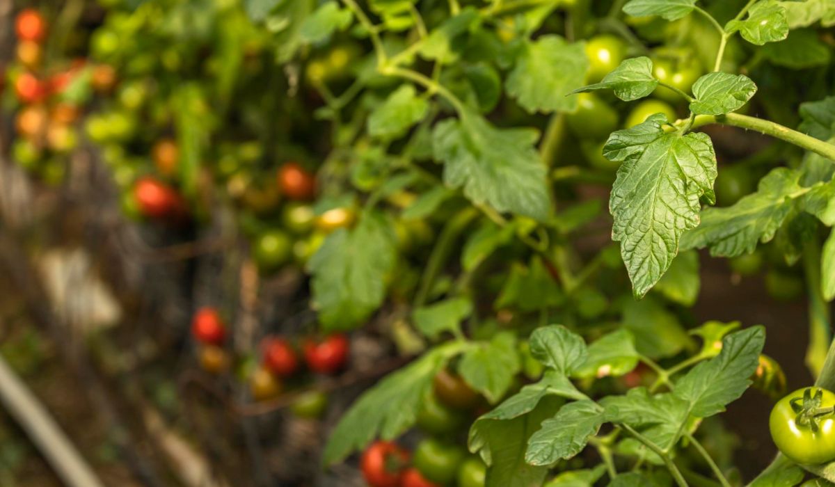 ¿Cómo hacer el tutoreo de tomate de manera más veloz?