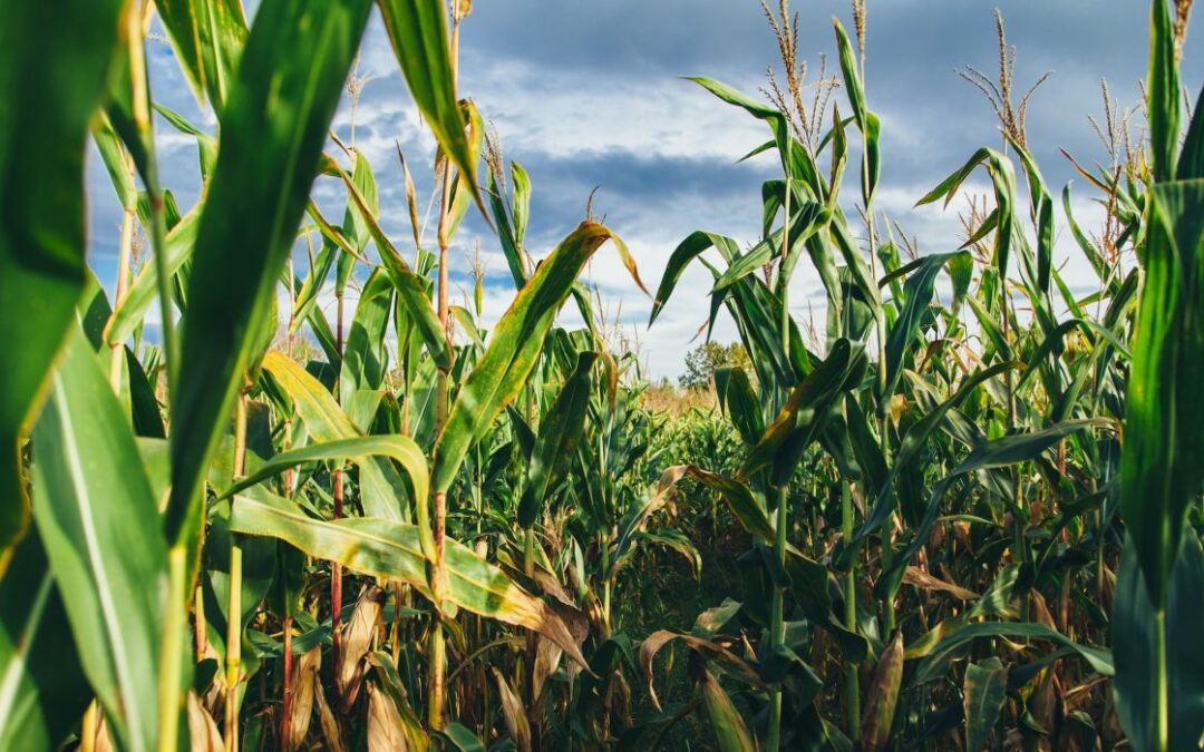 Conoce un buen insecticida granulado para maíz, papa, frijol y más