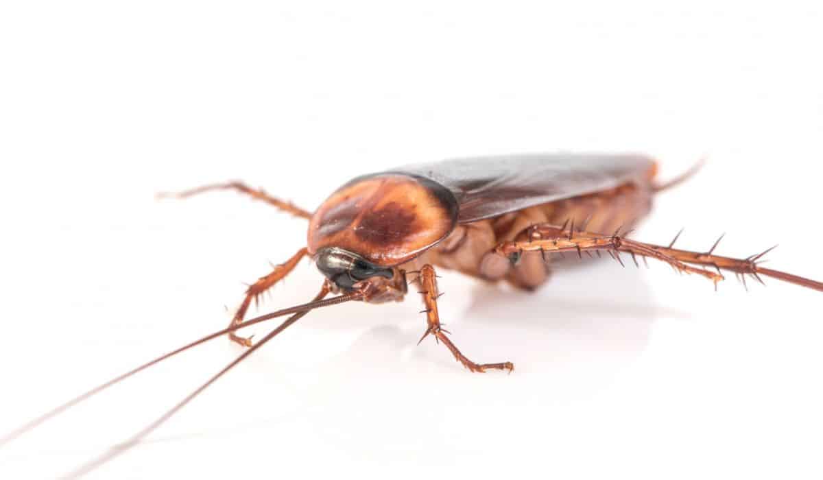 Insecticida para cucarachas