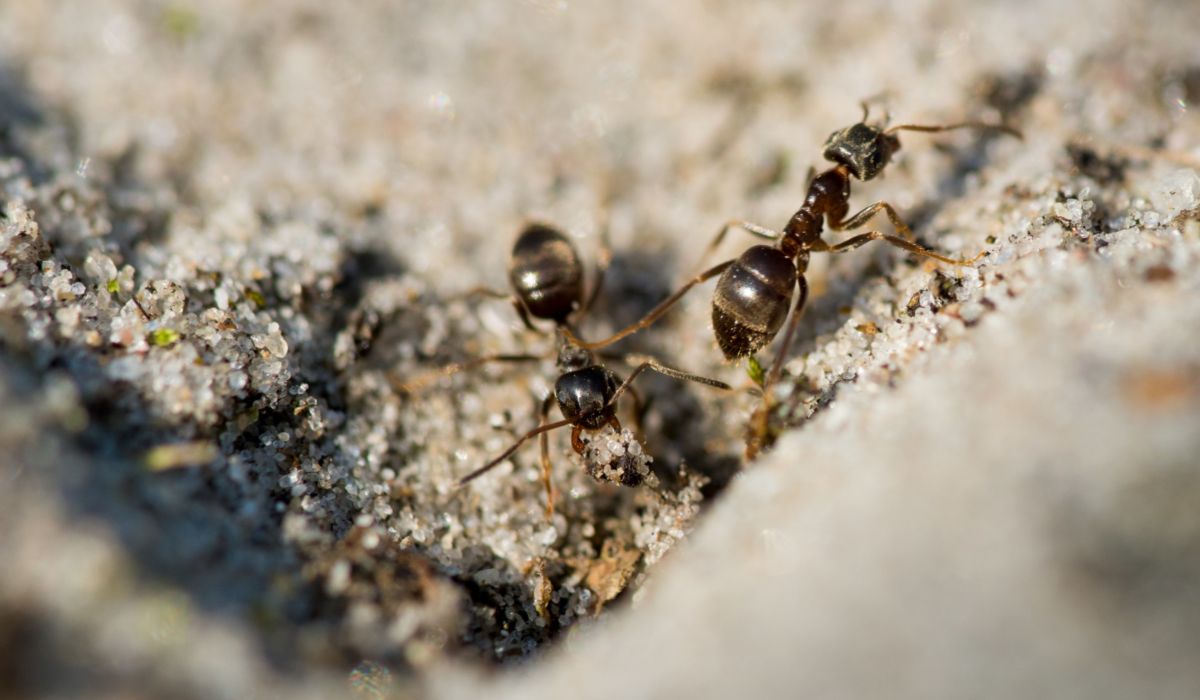 Insecticida para hormigas: Beneficios de su uso