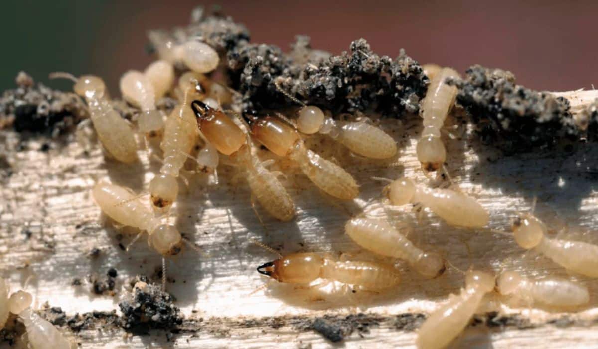 Insecticida para termitas, método para eliminarlas