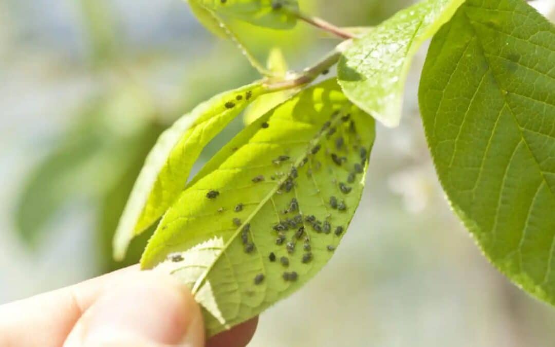 Conoce un buen insecticida para pulgones