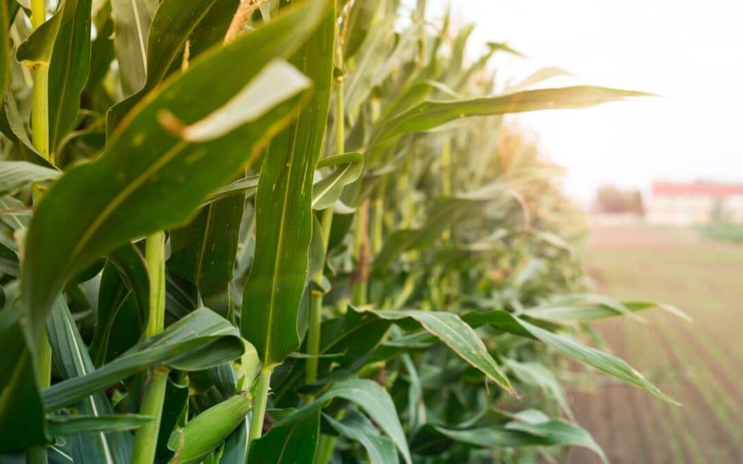 Función de un buen insecticida regulador de crecimiento