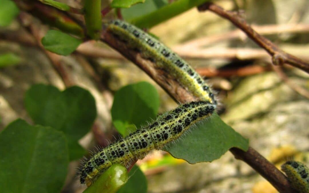 ¿Para qué sirve el insecticida Clorpirifós?