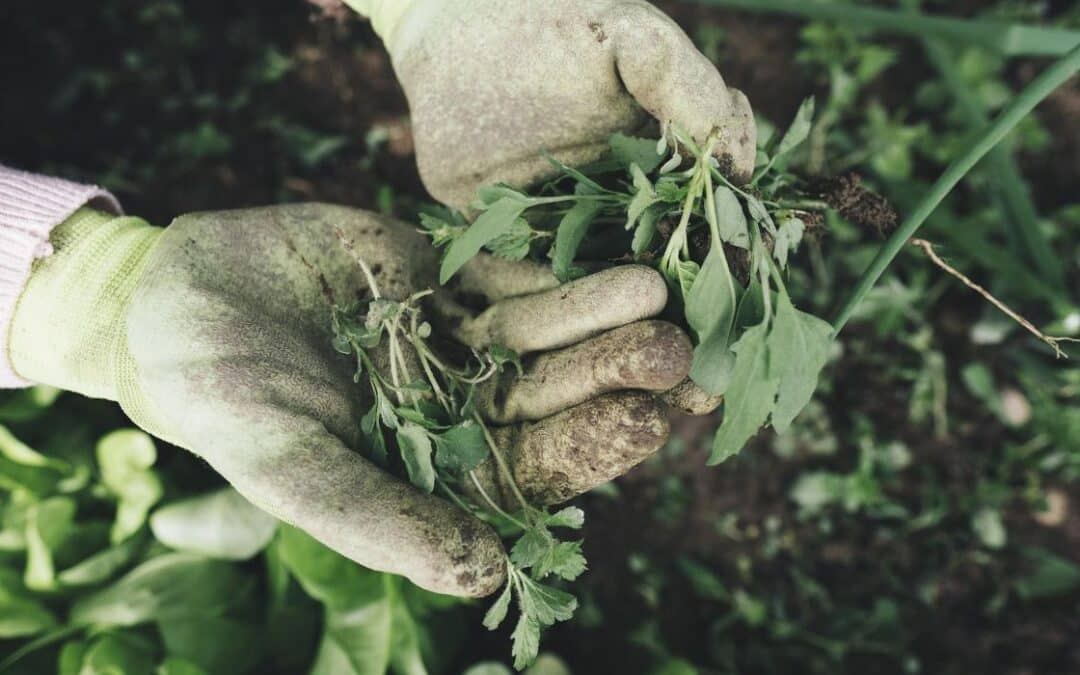 ¿Cómo eliminar la hierba de un terreno?