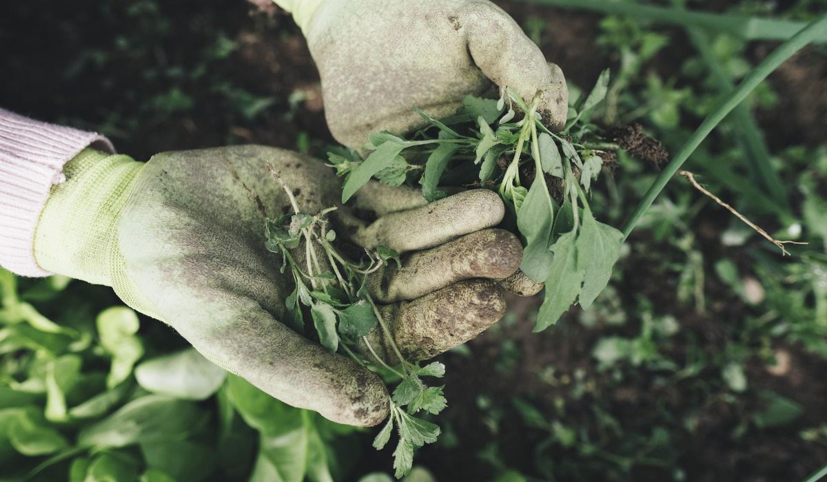 ¿Cómo eliminar la hierba de un terreno?