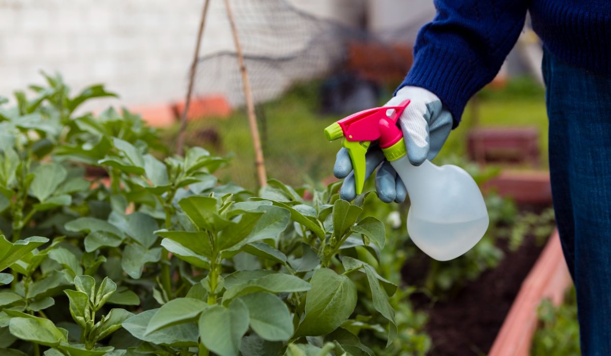 Fertilizantes foliares: ¿cuándo y cómo aplicarlos para obtener mejores resultados?