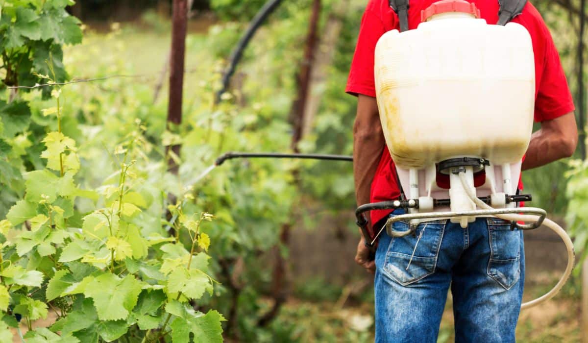 Control de plagas en cultivos: consejos prácticos para agricultores