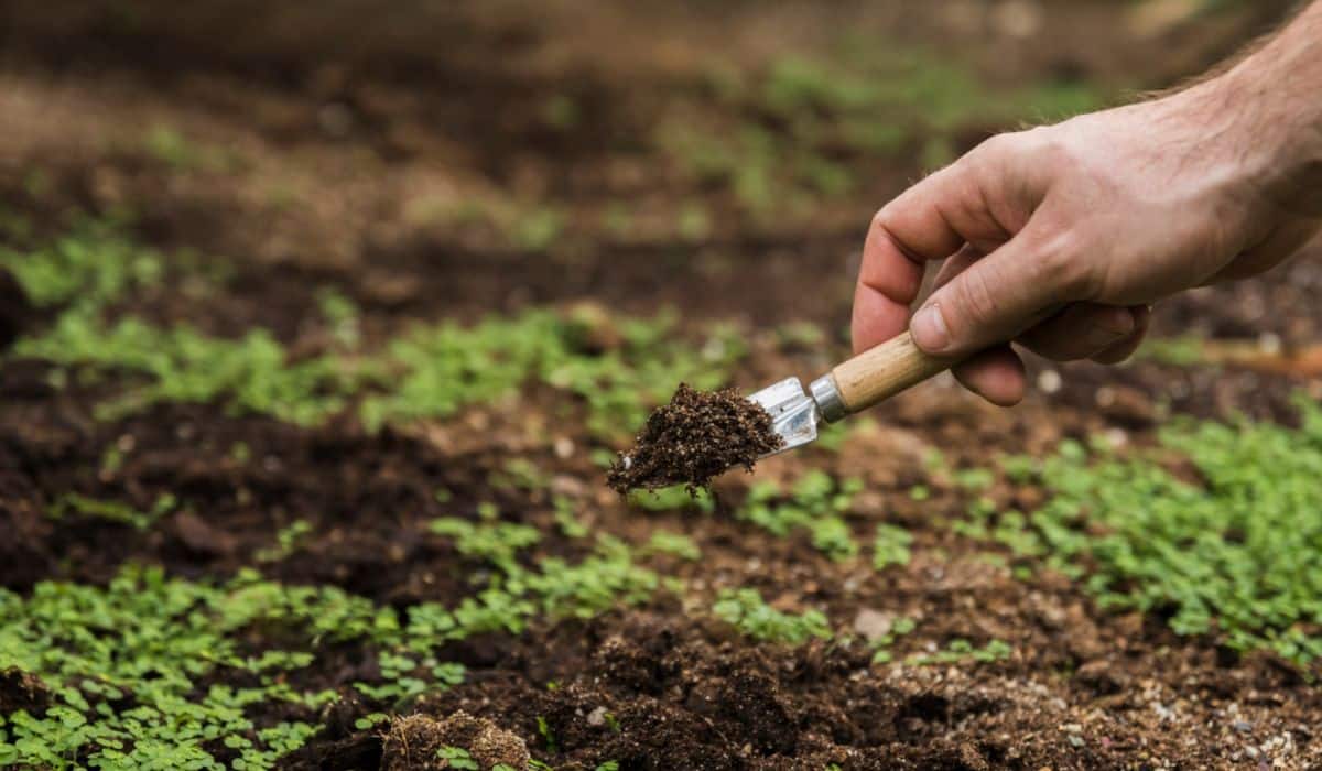 Beneficios del compostaje para el suelo de los cultivos