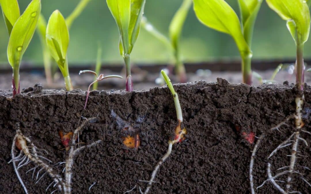 Beneficios de usar un enraizador orgánico en cultivos