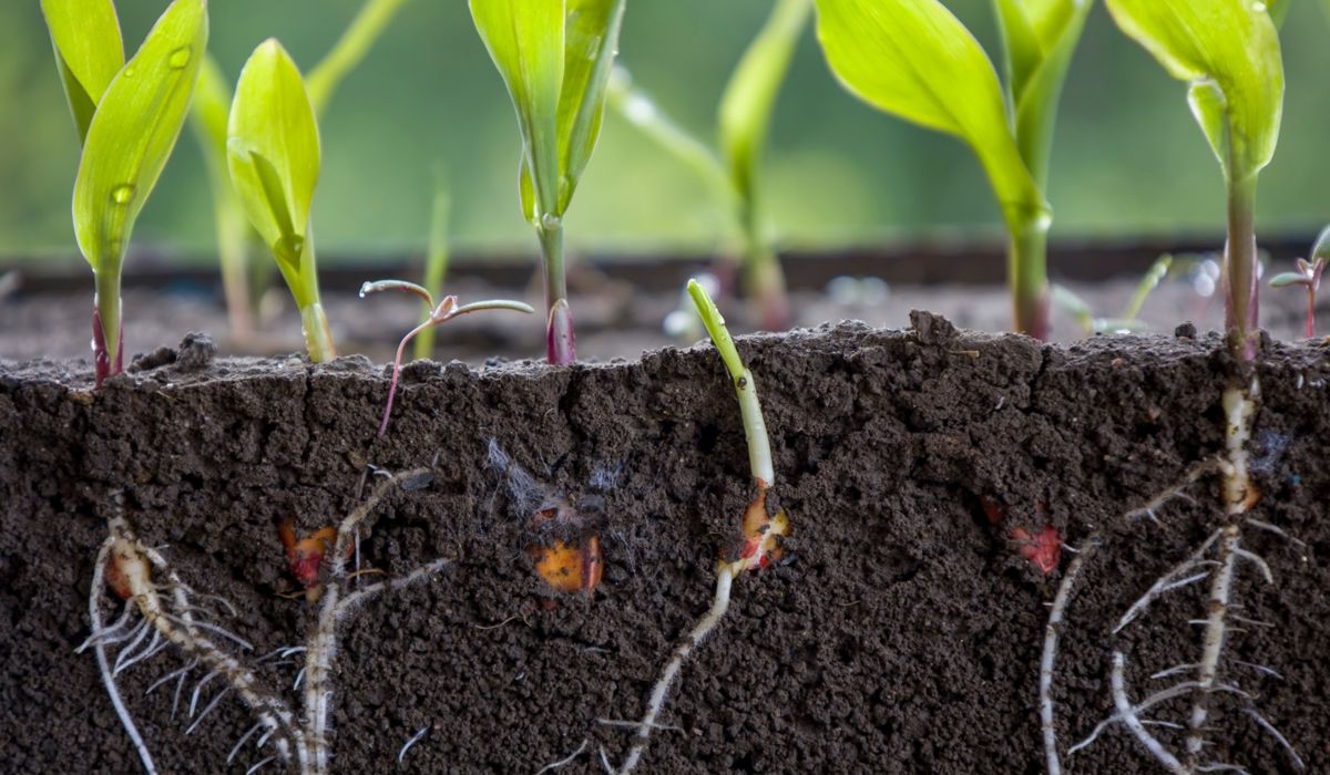 Beneficios de usar enraizador organico en cultivos