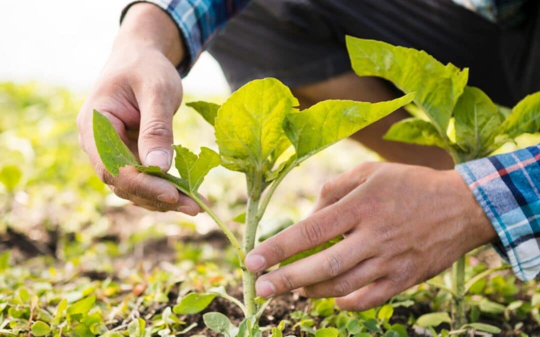 Cuida de tus cultivos usando el repelente para plantas