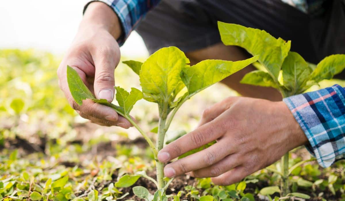 Cuida de tus cultivos usando el repelente para plantas