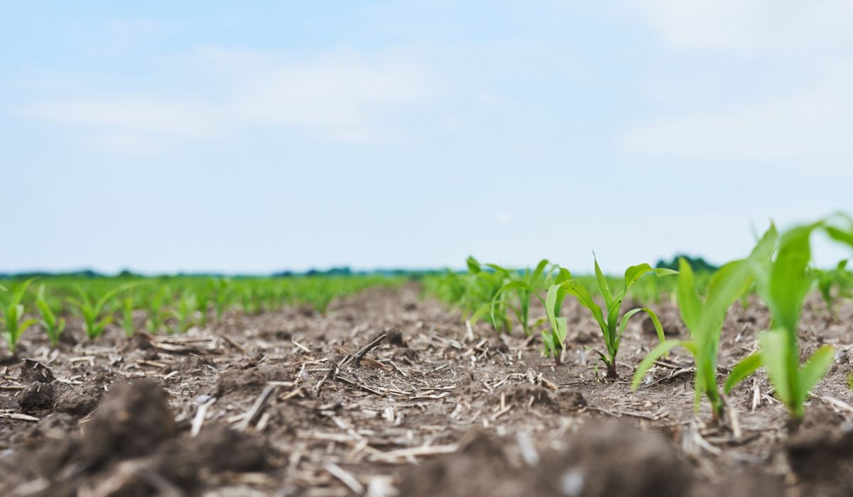 Beneficios de utilizar un repelente botánico en tus cultivos