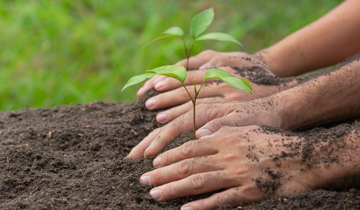 Consejos básicos sobre cómo cuidar los cultivos