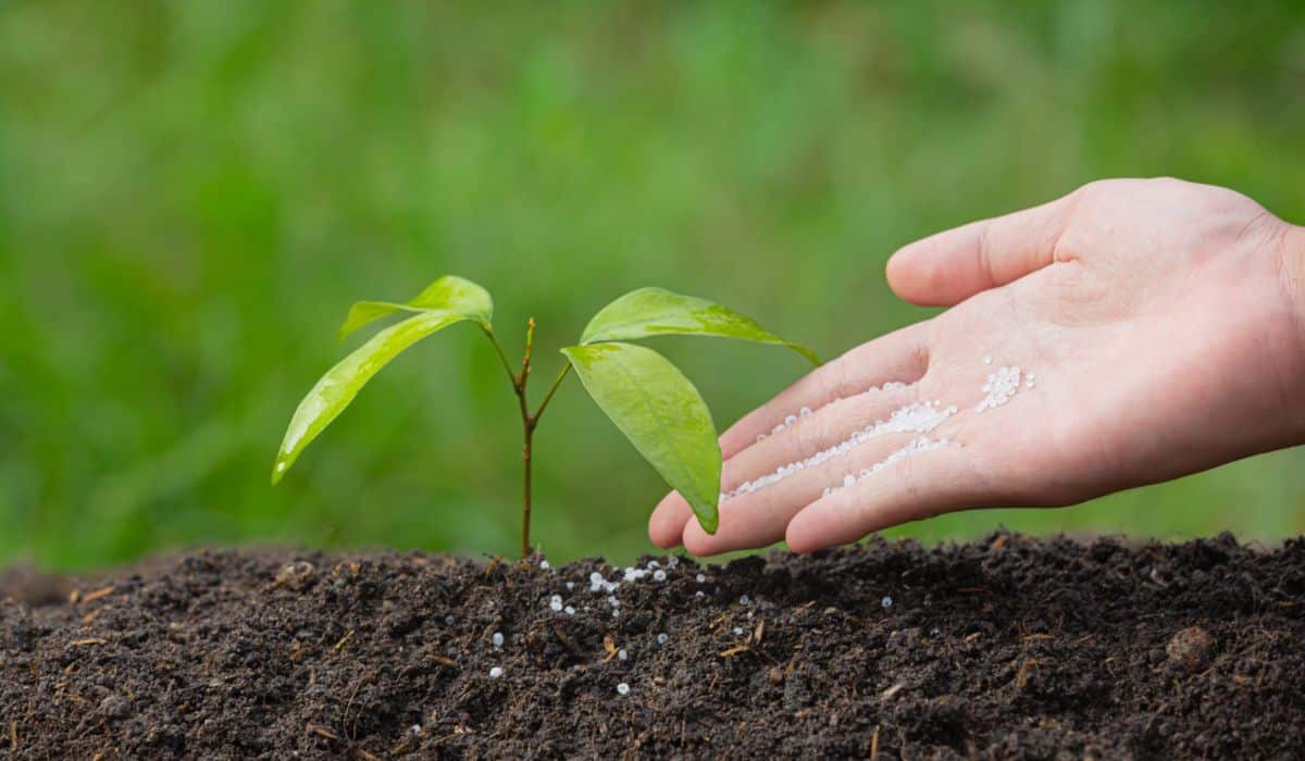 ¿Cuál es la importancia de los fertilizantes en los cultivos?