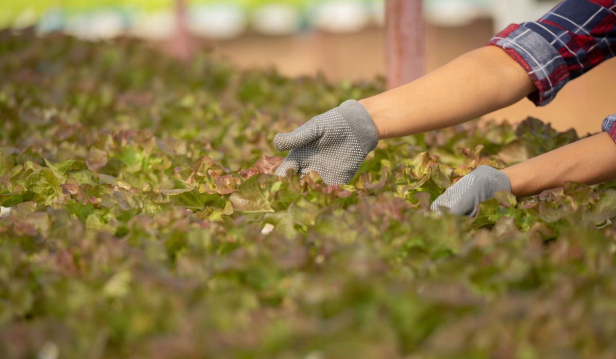 AgroStick: un excelente adhesivo para el control de plagas