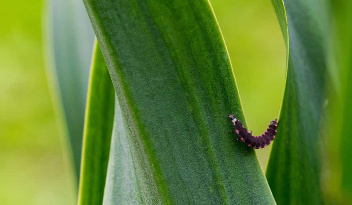 Proteje tus cultivos con un insecticida para larvas
