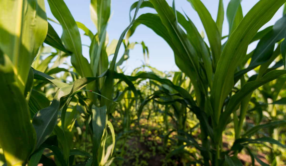 Beneficios del insecticida granulado para maíz