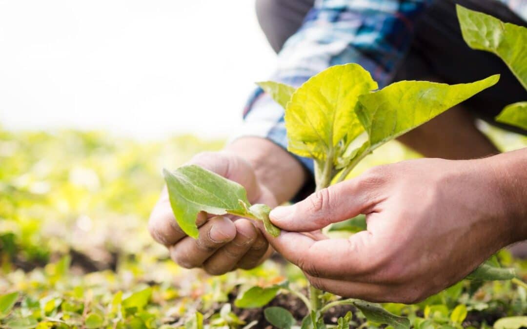 Beneficios de utilizar bioestimulantes agrícolas en los cultivos