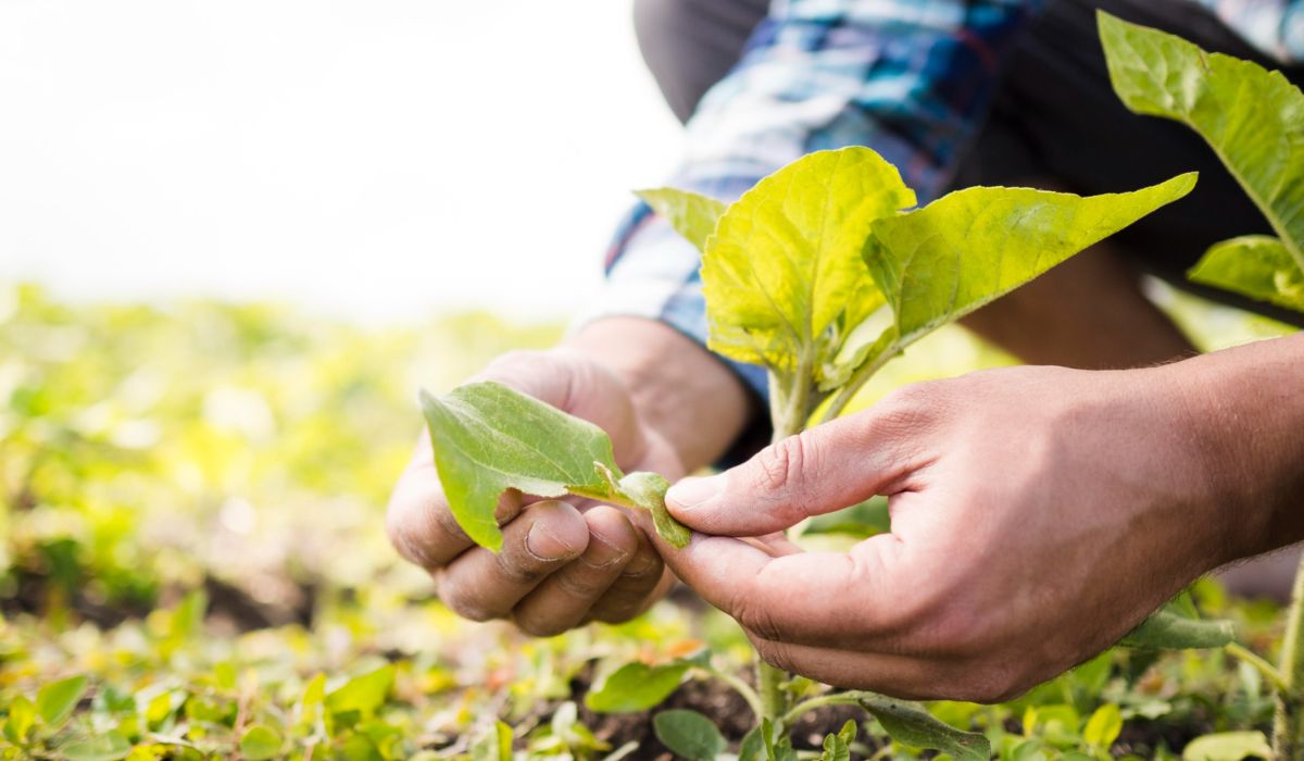 Beneficios de utilizar bioestimulantes agrícolas en los cultivos