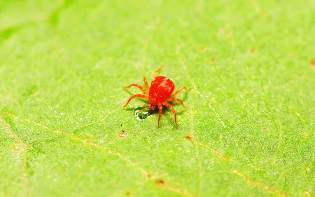 Insecticida para el control de arañita roja, arañita parda y más