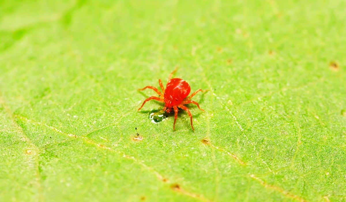 Insecticida para el control de arañita roja, arañita parda y más