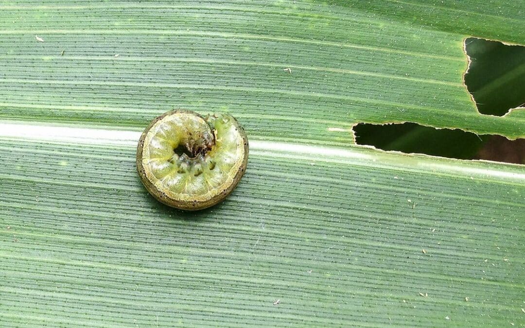 Insecticida con imidacloprid y permetrina para cuidar de tus cultivos